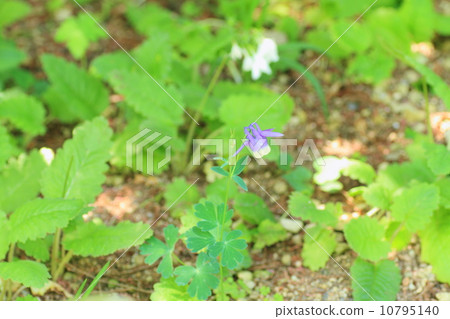 Miyama oodamachi之花 10795140