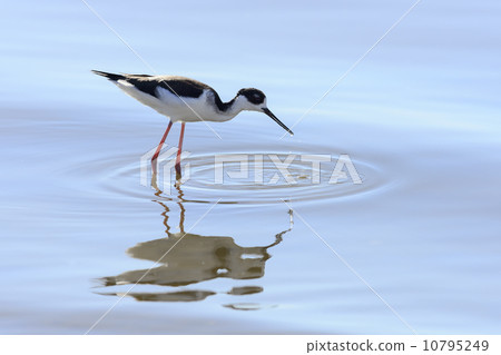 Black-necked Stilt 10795249