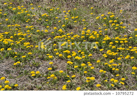 Dandelion Dandelion 10795272