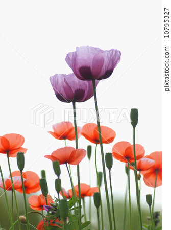 罌粟花 10795327
