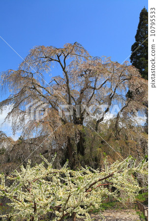 Weeping cherry blossoms underwater 10795533