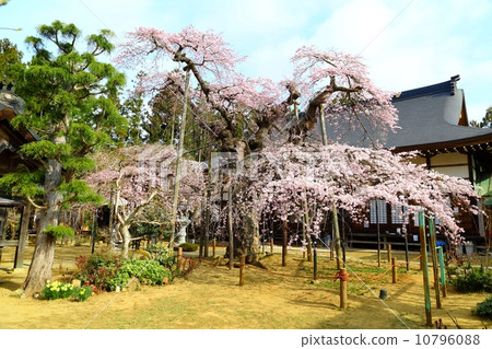 相思寺的櫻花 相思寺的櫻花 10796088