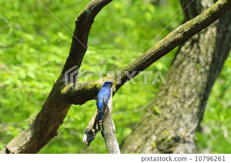 Oorli Oorli 10796261