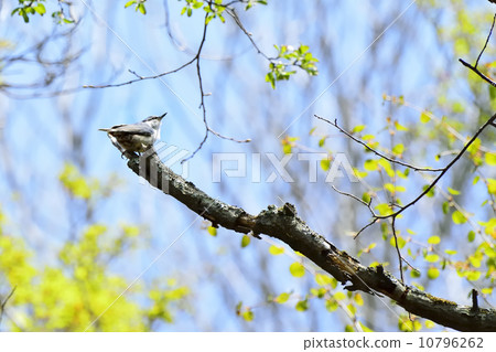 Goblin Goblin 10796262