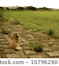 Miniature Dax 10796280