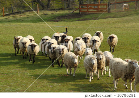 Uncategorized Uncategorized 10796281