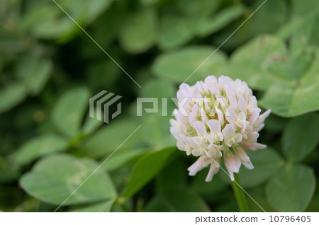 White clouds: Clover White clouds: Clover 10796405