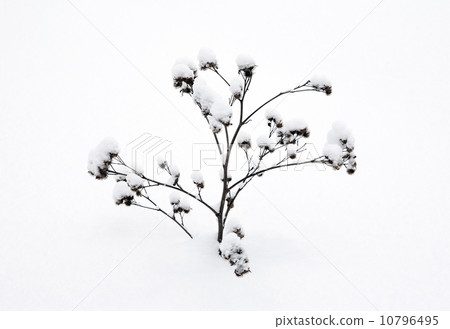 plants in the snow 10796495