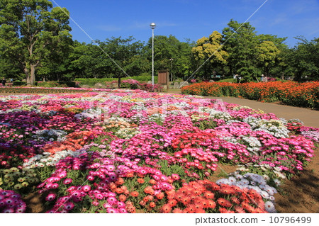 花壇 10796499