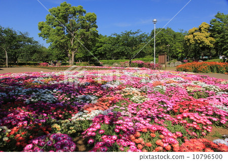 花壇(Sodegaura Park) 花壇(Sodegaura Park) 10796500