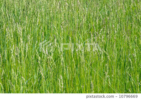 Sorghum weed 10796669