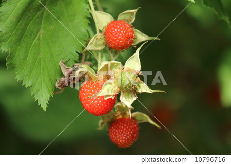 Blackberry fruit 10796716