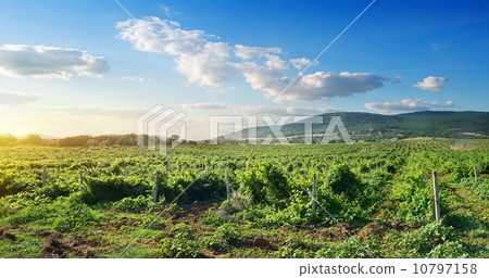 Crimean vineyard Crimean vineyard 10797158