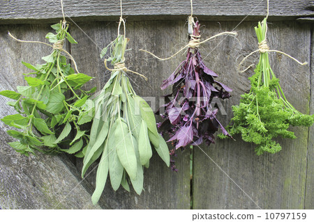 Fresh herbs hanging for drying 10797159