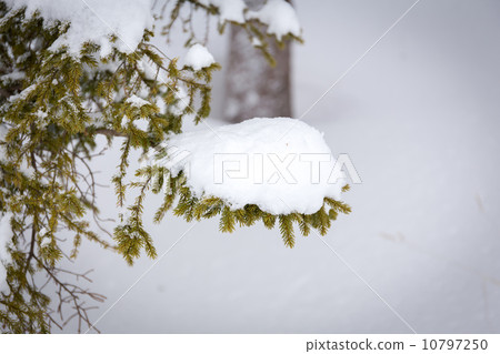 Christmas evergreen spruce tree with fresh snow 10797250