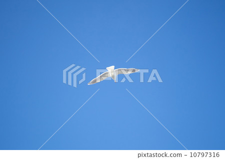 A seagull, soaring in the blue sky 10797316