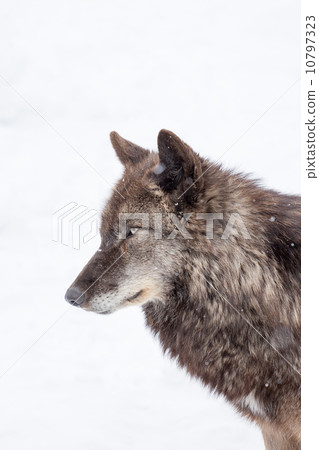 face of big brown wolf face of big brown wolf 10797323