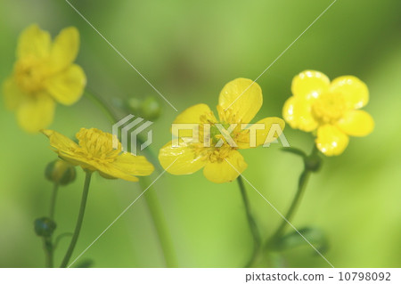 Buttercup Buttercup 10798092