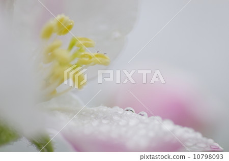 Apple flower Apple flower 10798093