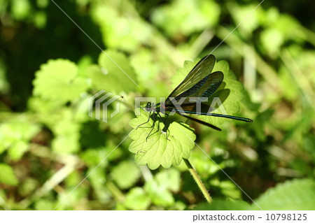 Awa dragonfly 10798125