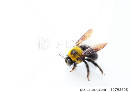 熊蜂白色背景 10798208