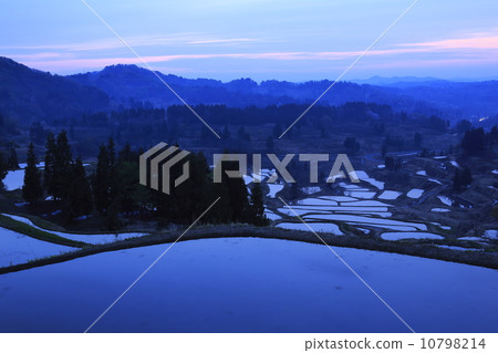Rice paddy of Star Pass 10798214