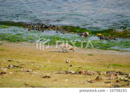 本年 本年 10798283