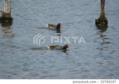 一隻水邊鳥 一隻水邊鳥 10798287
