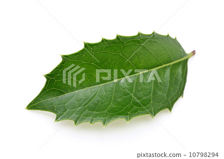 Holly-mochsei 10798294