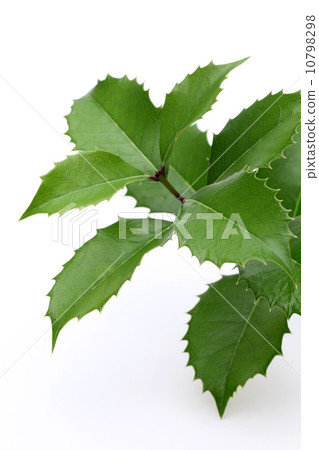 Holly-mochsei 10798298