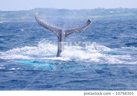 Humpback whale 10798305