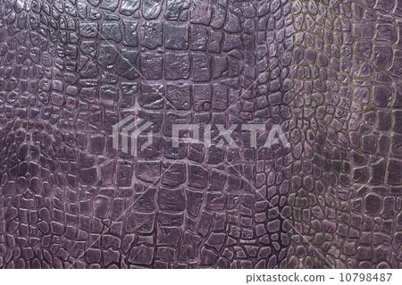 texture of crocodile skin 10798487