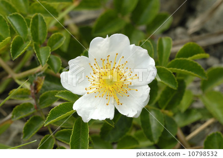 光葉薔薇 10798532