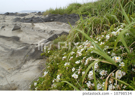 光葉薔薇 10798534