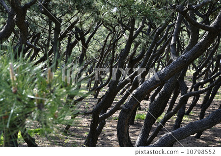 薩博森林 薩博森林 10798552