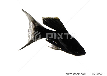 Black Morley 10798570