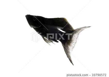 Layer Tail Black Morley 10798572