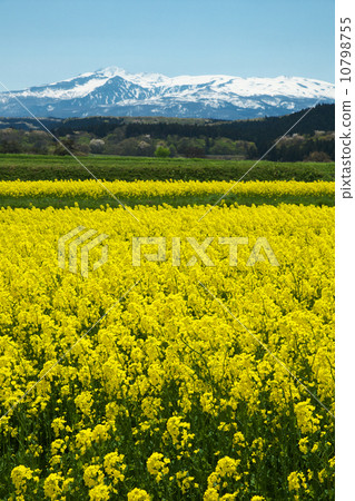 Akita Nakahochi Yodogata Akita Nakahochi Yodogata 10798755