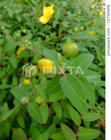 Flowers in the rainy season, golden plum buds Flowers in the rainy season, golden plum buds 10798906
