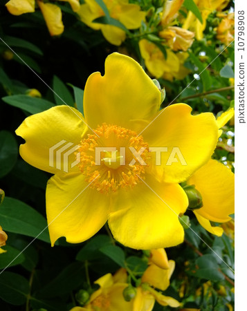 Flowers in the rainy season, golden plum in full bloom 10798908