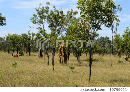 9083790830卡卡杜國家公園 9083790830卡卡杜國家公園 10799051