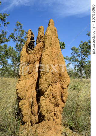 90849 Kakadu National Park Anthill 90849 Kakadu National Park Anthill 10799060