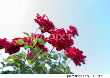 Balatacana Balatacana 10799132