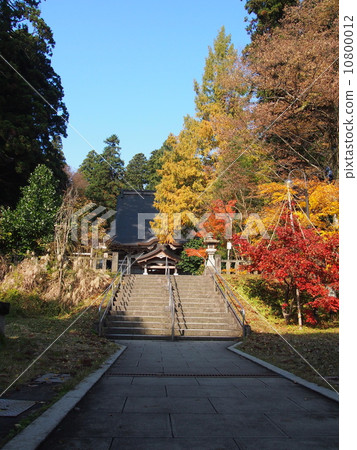 Sugiya Immortel of autumn leaves Sugiya Immortel of autumn leaves 10800012