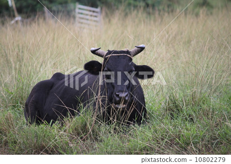 Grazing black cabbage of Iriomote Island 10802279