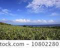 Iriomote海島和海和天空的松樹領域 10802280