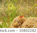 小丑anemonefish旅行 10802282