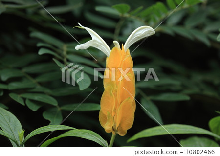 Natural plant turmeric coral bana, the flower is a white part Natural plant turmeric coral bana, the flower is a white part 10802466