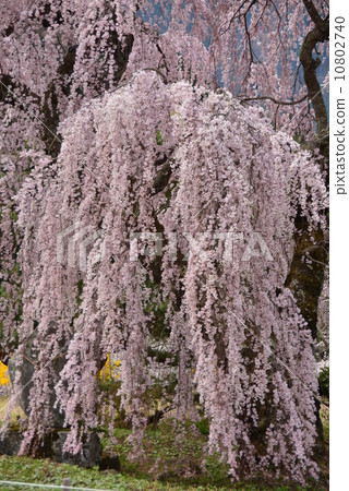 Cherry blossoms in full bloom 10802740
