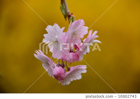 Dead brown cherry tree 10802743